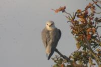 Elanus caeruleus