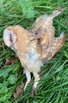 Tyto alba