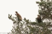 Haliaeetus albicilla