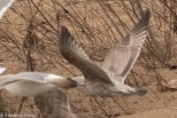 Larus argentatus
