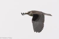 Elanus caeruleus