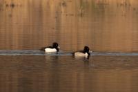 Aythya collaris