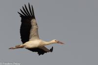 Ciconia ciconia