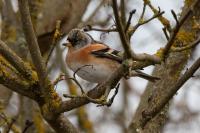 Fringilla montifringilla