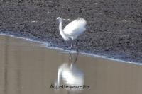 Egretta garzetta