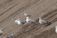 Larus cachinnans