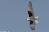 Elanus caeruleus