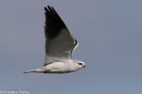 Elanus caeruleus