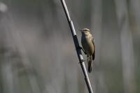 Acrocephalus schoenobaenus