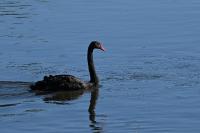 Cygnus atratus