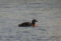 Podiceps grisegena