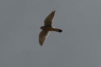 Falco tinnunculus