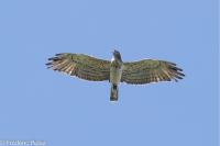 Circaetus gallicus