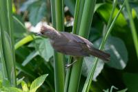 Acrocephalus scirpaceus