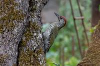 Picus viridis