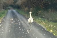 Grus grus