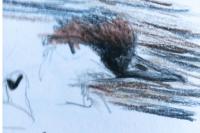 Mergellus albellus