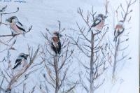 Coccothraustes coccothraustes