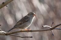 Passer domesticus