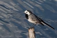 Motacilla alba