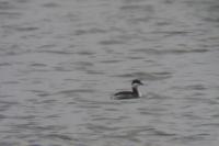 Podiceps auritus