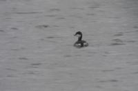Podiceps auritus