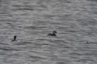 Podiceps auritus