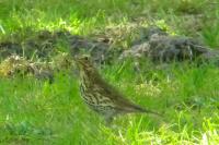 Turdus viscivorus