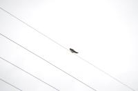 Hirundo rustica