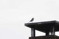 Motacilla alba