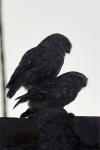 Athene noctua