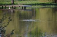 Podiceps cristatus