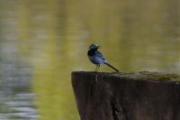 Motacilla alba