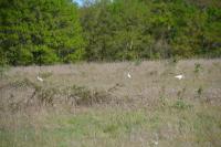 Bubulcus ibis