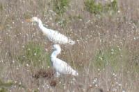 Bubulcus ibis