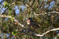 Fringilla coelebs