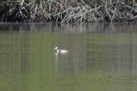 Podiceps cristatus