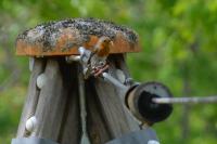 Erithacus rubecula