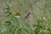 Saxicola rubicola