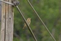 Anthus trivialis