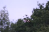 Nycticorax nycticorax