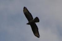 Pernis apivorus