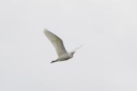 Bubulcus ibis