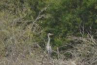Ardea cinerea