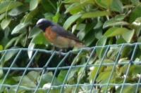 Phoenicurus phoenicurus