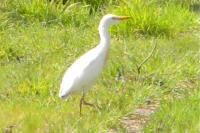 Bubulcus ibis