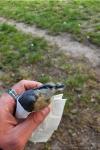Sitta europaea
