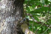 Dendrocopos major