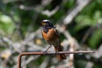 Phoenicurus phoenicurus