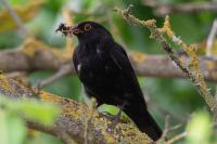 Turdus merula